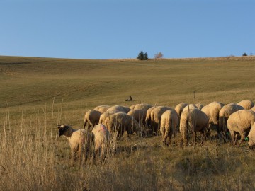 Ovce bez pastiera