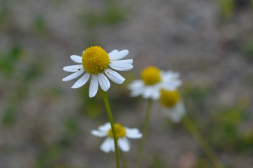 Tri čarovné slová (8)