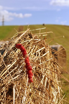 Kto nájde na poli poklad, predá všetko, čo má a pole kúpi