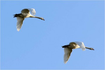 Dvojča prežilo dva umelé potraty