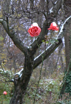Tajomné územia v rodine