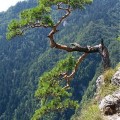 Chata Pieniny v Lesnici -  miesto, kde isto stretnete pravého Gorala